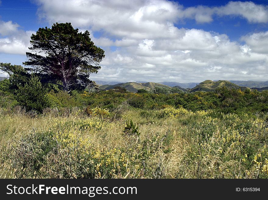 New Zealand Coastal Plain Landscape