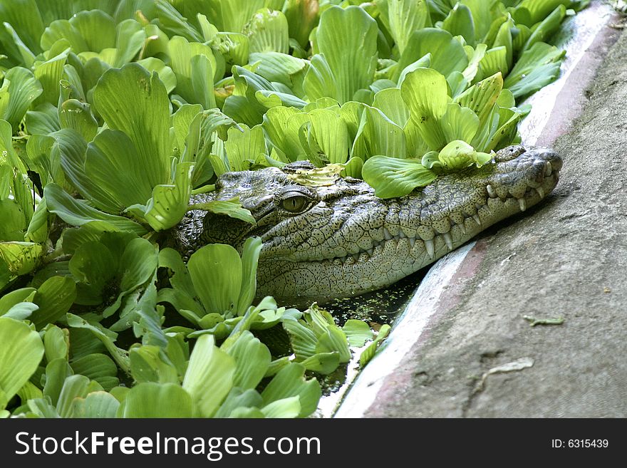 Cassius, world's largest captive estuarine crocodile at the crocodile preserve, Green Island, Great Barrier Reef. Cassius, world's largest captive estuarine crocodile at the crocodile preserve, Green Island, Great Barrier Reef