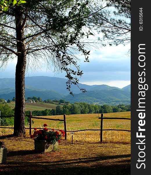 A wonderful image of a tree and fenches in Tuscany. A wonderful image of a tree and fenches in Tuscany