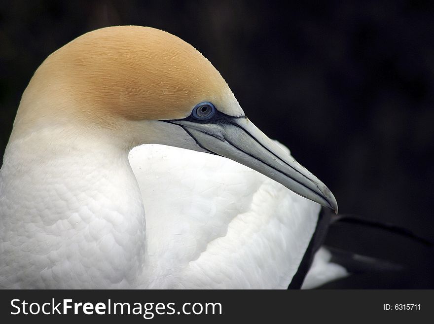 Head closeup of gannet at Muriwai, NZ. Head closeup of gannet at Muriwai, NZ