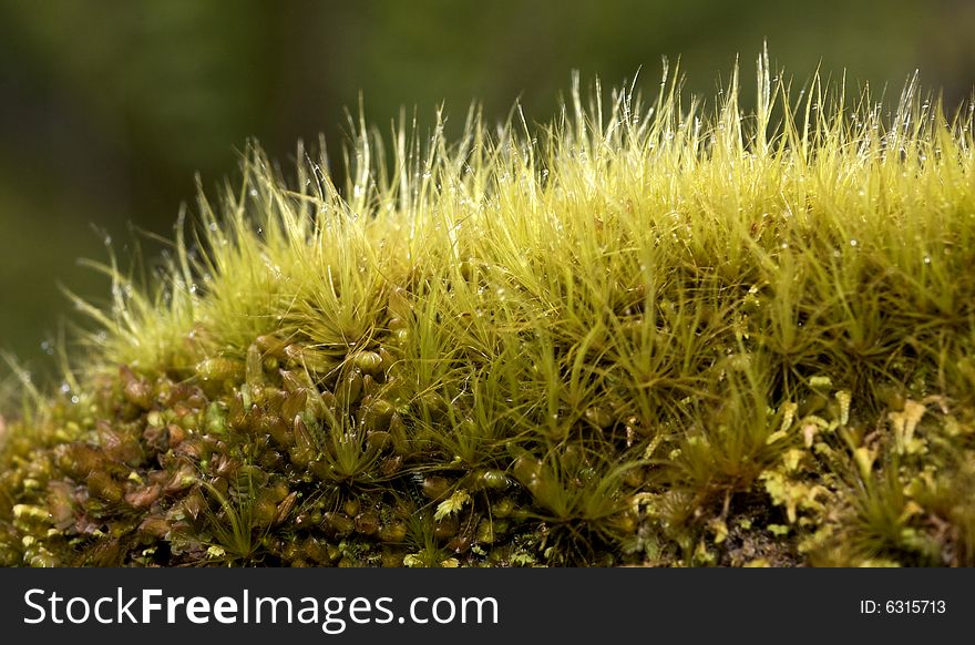 Moss on a rock with moisture. Moss on a rock with moisture