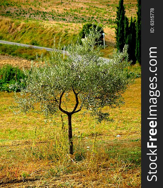 A typical shot of vegetation in Tuscany with a close up of a young olive tree