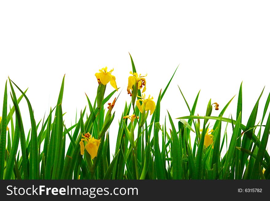Grass backgrounds on white backgrounds