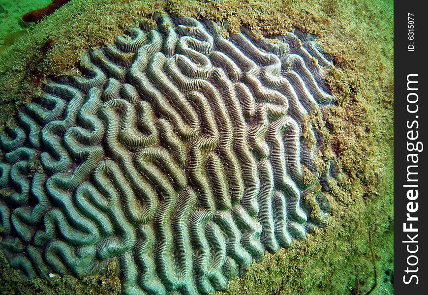 This is a very unique shot of some brain coral. It's common here in sunny south Florida.