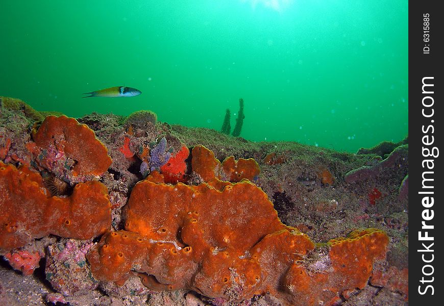 This Brown Encrusting Octopus Sponge is found at 40 to 75 feet and is common in South Florida This image was taken right off the beach in Ft Lauderdale.