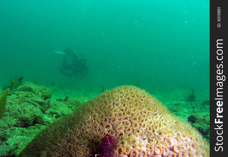 This Christmas tree worm is making this star coral home. This shot was taken on a reef just off the shore in Pompano Beach, Florida. This Christmas tree worm is making this star coral home. This shot was taken on a reef just off the shore in Pompano Beach, Florida.