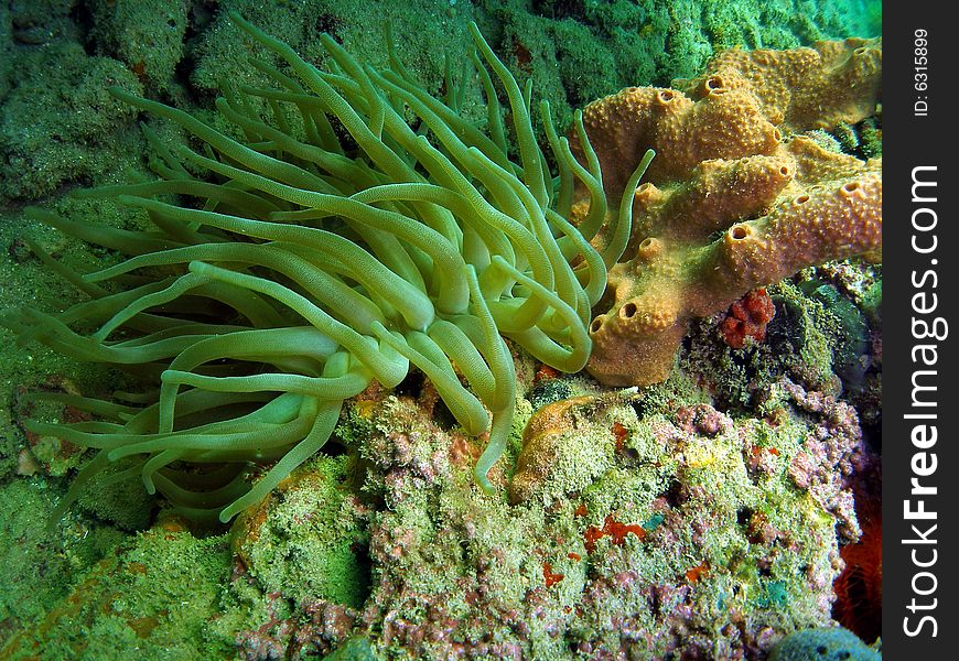 This is Giant Anemones and is very interesting to watch as it will move back and forth. It has numerous long tentacles with a slightly large tips. Common in South Florida.