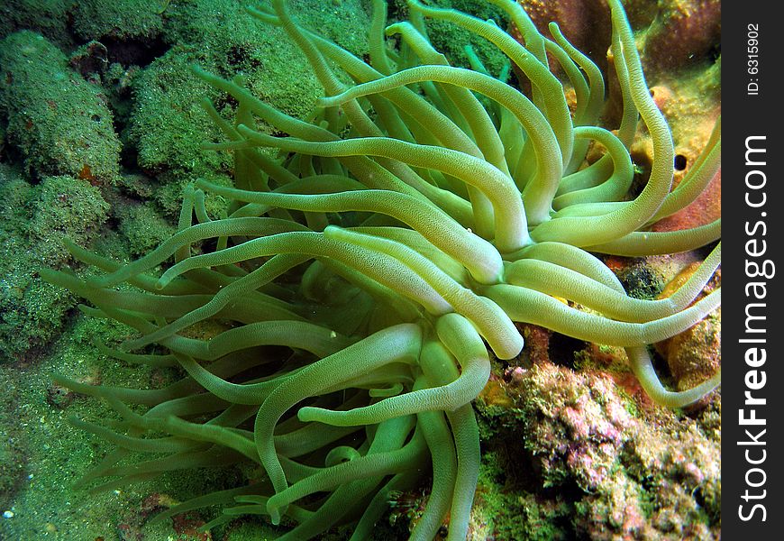 This is Giant Anemones. It has numerous long tentacles with a slightly large tips. Common in South Florida.