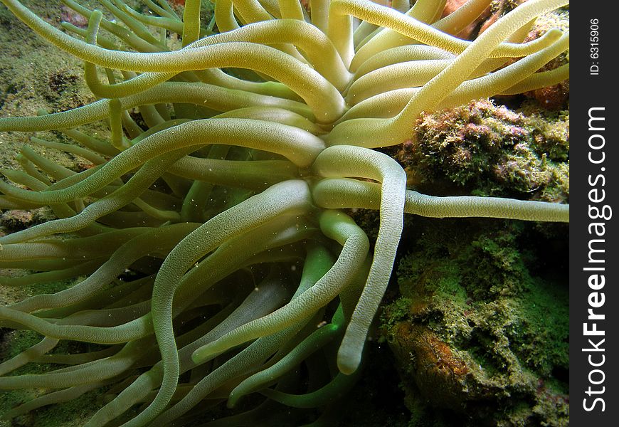 This is a close-up of Giant Anemones. It has numerous long tentacles with a slightly large tips. If you touch this it will sting like a jelly fish. Common in South Florida.