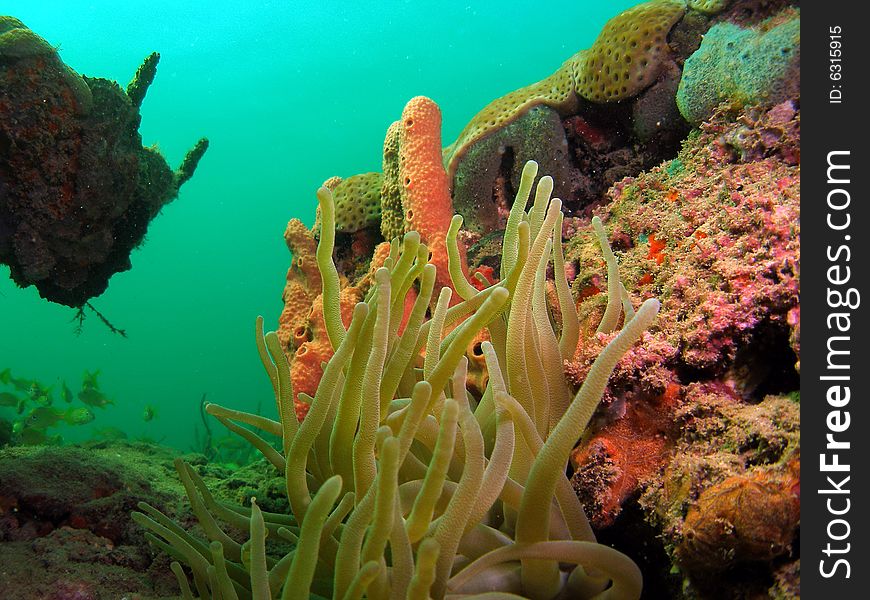 This is a Giant Anemones with various coral. Common in South Florida.