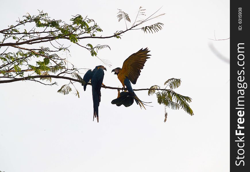 Three Parrots hanging from a tree. Three Parrots hanging from a tree