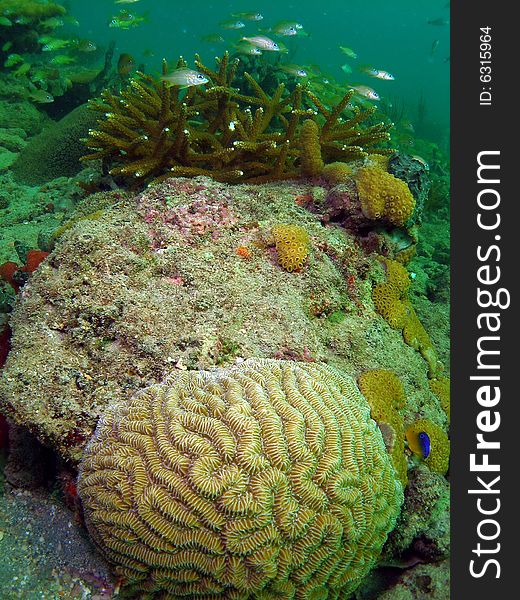 French grunts are seen in the back ground swimming all around this coral with a large brain coral in the foreground. This shot was taken in 18 feet of water right off the beach in Ft Lauderdale. French grunts are seen in the back ground swimming all around this coral with a large brain coral in the foreground. This shot was taken in 18 feet of water right off the beach in Ft Lauderdale.