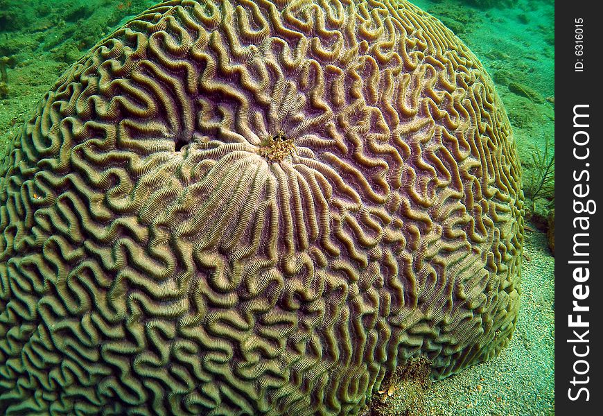 This Brain coral has a nice pattern on the top. This type of coral is common in south Florida , the Bahamas and the Caribbean. I see it all the time at all depths. This image was taken right off the beach in Ft Lauderdale.