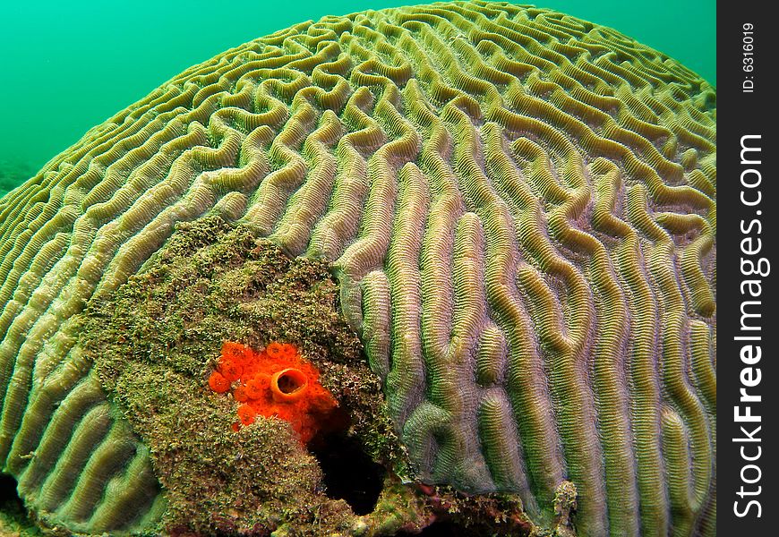 This image of Knobby Brain Coral was taken at a depth of 15 feet. It has red boring sponge at the base of this image.