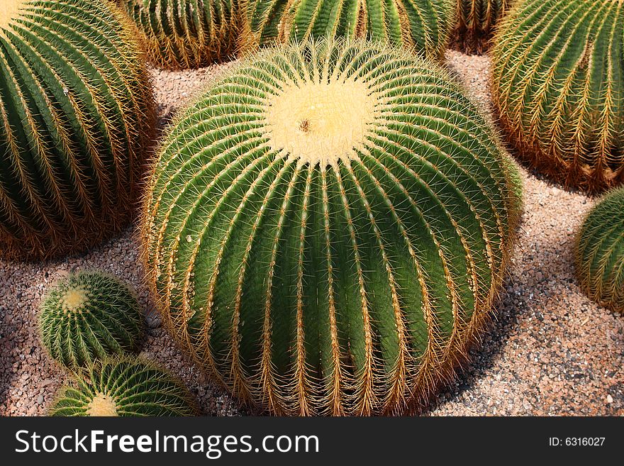 Cactus thorns in the desert