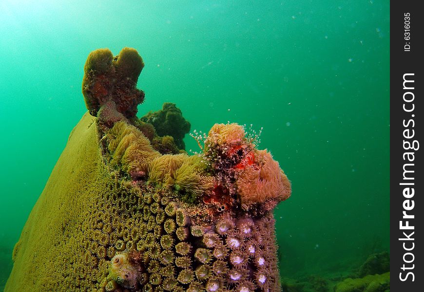 This coral has a variity of coral living on it. From Star coral to Christmas Tree Worms. Thai shot was taken at about 16 feet