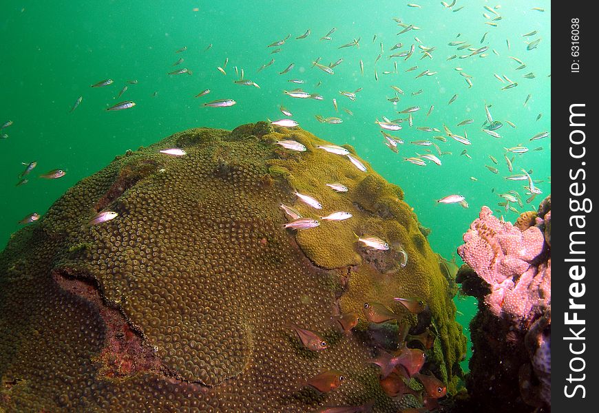 This coral mound has some glassy sweeps and bait fish swimming all over it. There were about three lobsters under it, and one made my dive buddy chase her from one side to the other for about 10 minutes. He got her though!. This coral mound has some glassy sweeps and bait fish swimming all over it. There were about three lobsters under it, and one made my dive buddy chase her from one side to the other for about 10 minutes. He got her though!