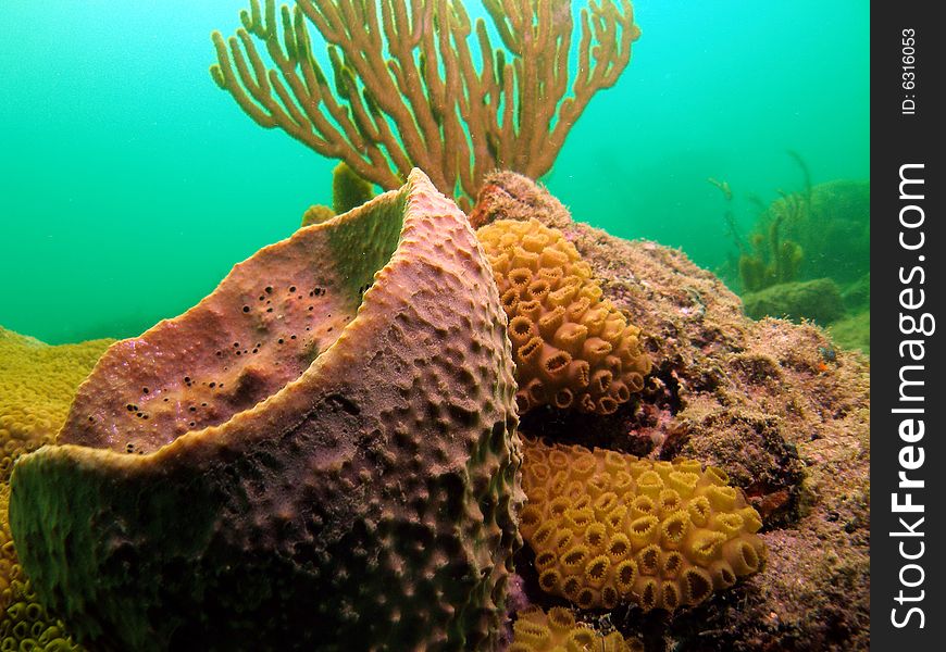 This type of coral is common in south Florida , the Bahamas and the Caribbean. I see it all the time at all depths. This image was taken right off the beach in Ft Lauderdale. This type of coral is common in south Florida , the Bahamas and the Caribbean. I see it all the time at all depths. This image was taken right off the beach in Ft Lauderdale.