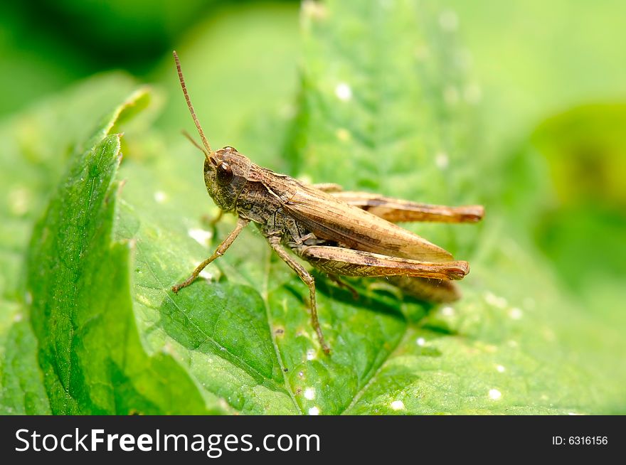 The image of the grasshopper