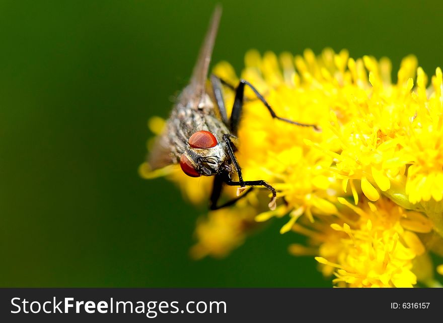 The fly on the flower