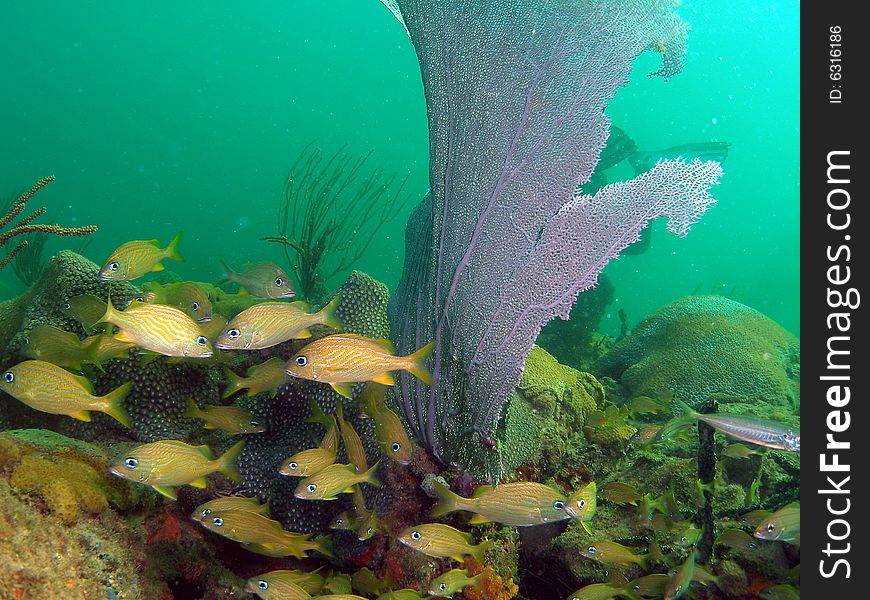 The fish are French Grunts swimming by some fan coral. This was taken about 15 feet on Sept 7,2008. This was taken at a depth of 15 feet.