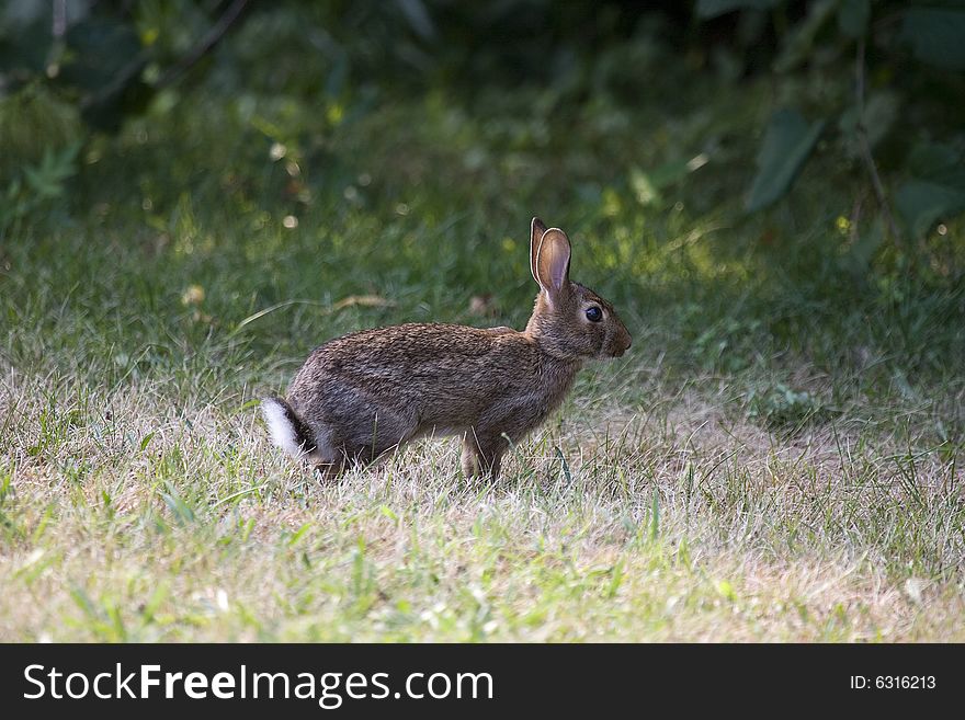 Rabbit in wildlife. Long Island