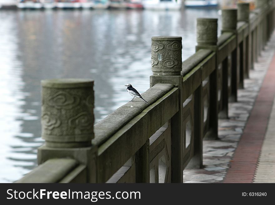 A Bird On Railing