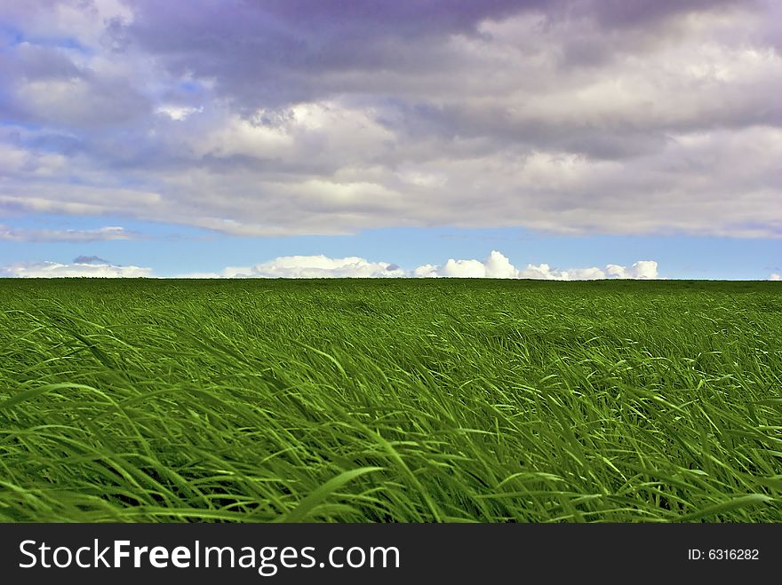 Lush green summer grassland with blue sky and gathering fluffy clouds. Lush green summer grassland with blue sky and gathering fluffy clouds