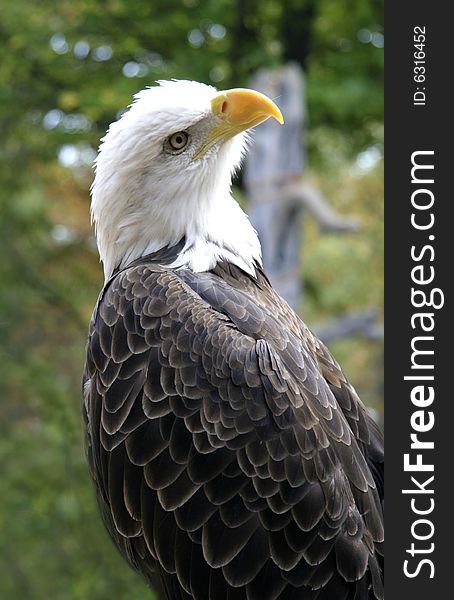 Here a beautiful shot of our American Eagle. Here a beautiful shot of our American Eagle