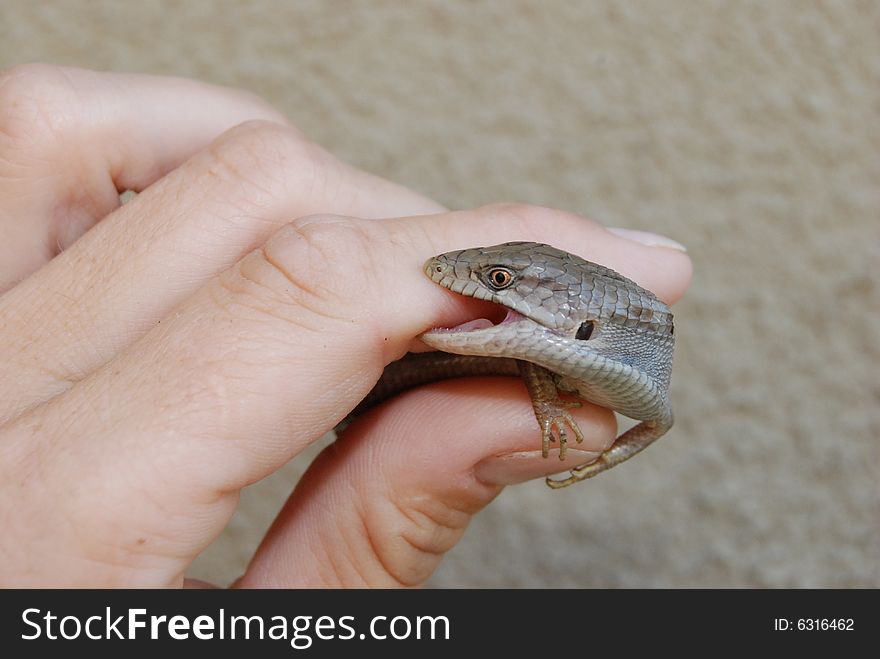 Southern alligator lizard bite
