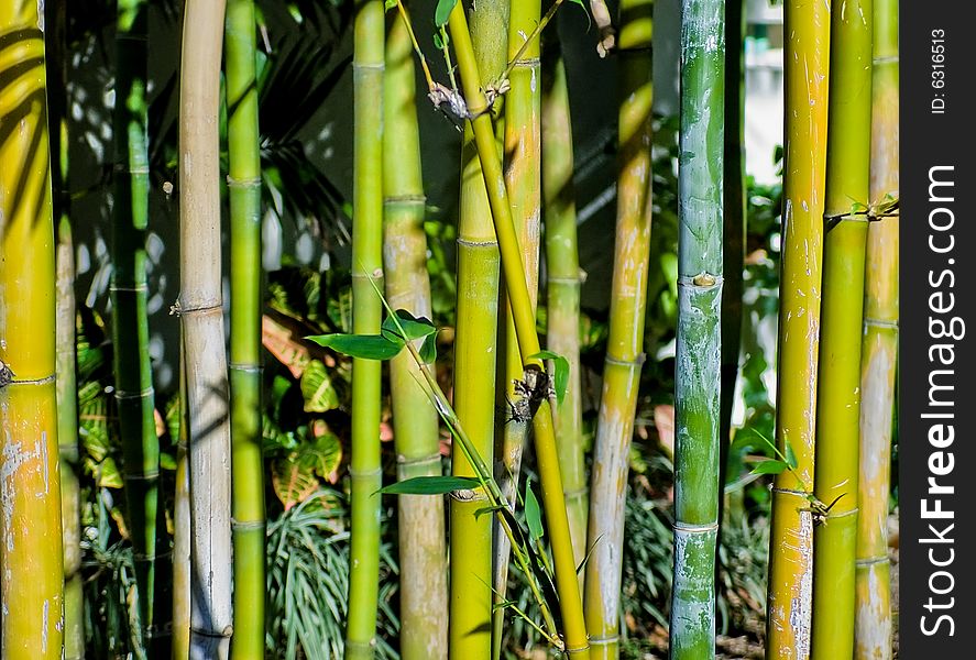 Green Bamboo. Green nature  background.