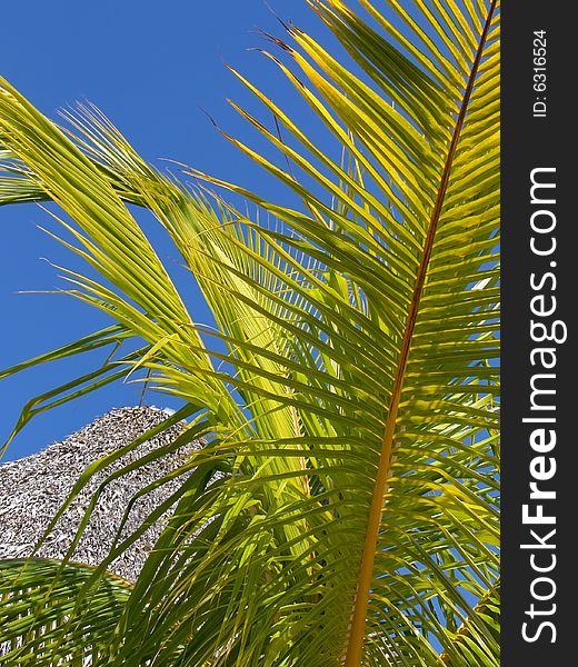 Green palm tree leaf on blue sky background. Vacation time.