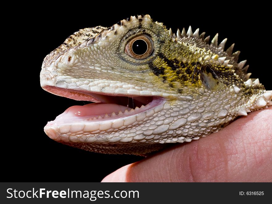 Water dragon being held with black background. Water dragon being held with black background