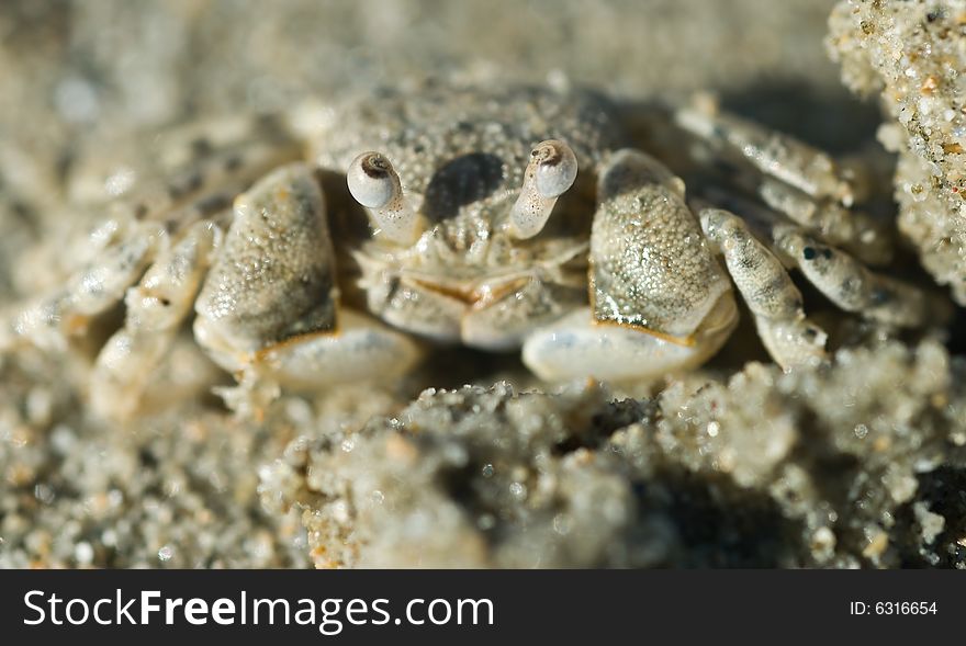 Ghost crab looking up from sand. Ghost crab looking up from sand
