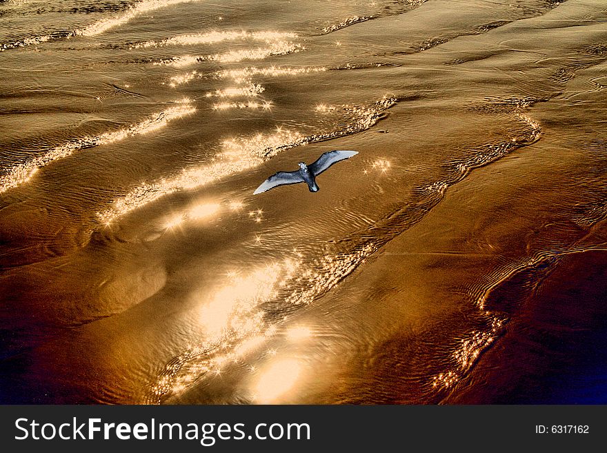 Bird flying over sparkling golden seas. Bird flying over sparkling golden seas.