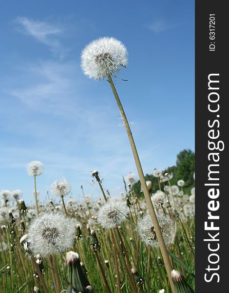 Dandelion In The Afternoon On A Background Of The