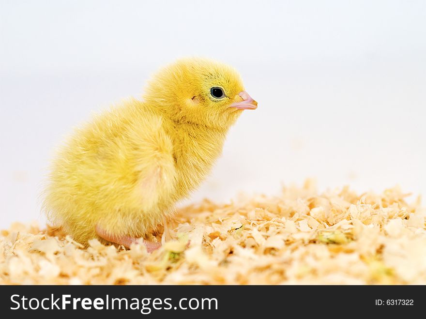 Baby chicken sitting in sawdust with isolated white background. Baby chicken sitting in sawdust with isolated white background