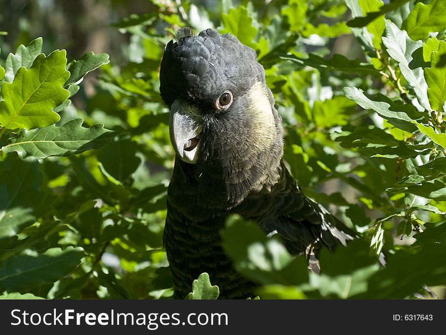 Yellow-Tailed Black cockatoo sitting in tree