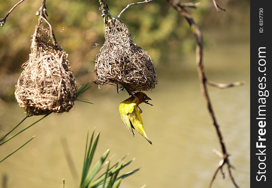 Cape Weaver