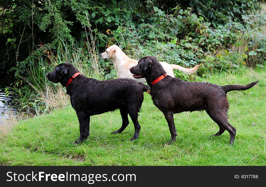 Shot of three cute labrador puppies outdoors. Shot of three cute labrador puppies outdoors