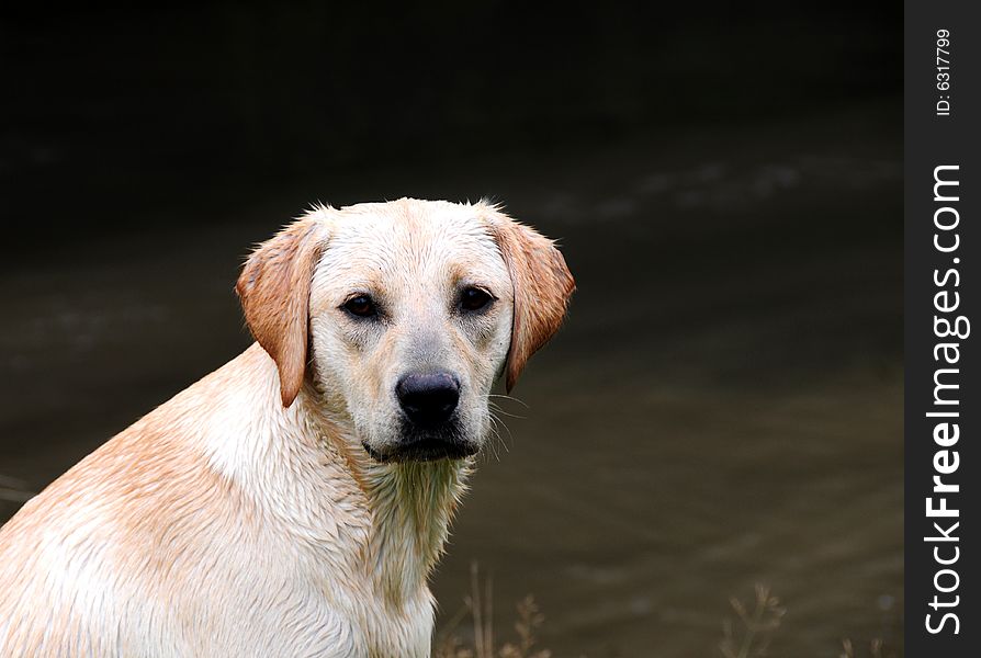 Shot of a cute labrador puppy outdoors. Shot of a cute labrador puppy outdoors