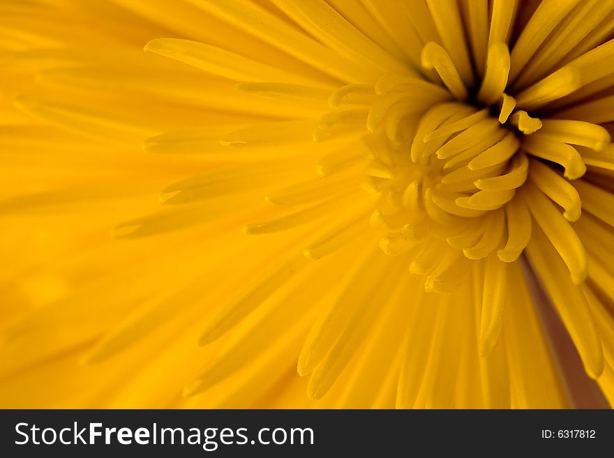 Close-up of rich yellow dahlia flower. Close-up of rich yellow dahlia flower