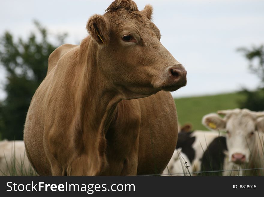 Irish cows, still poplar business in ireland, they are sort of decoration of the irish panoramas