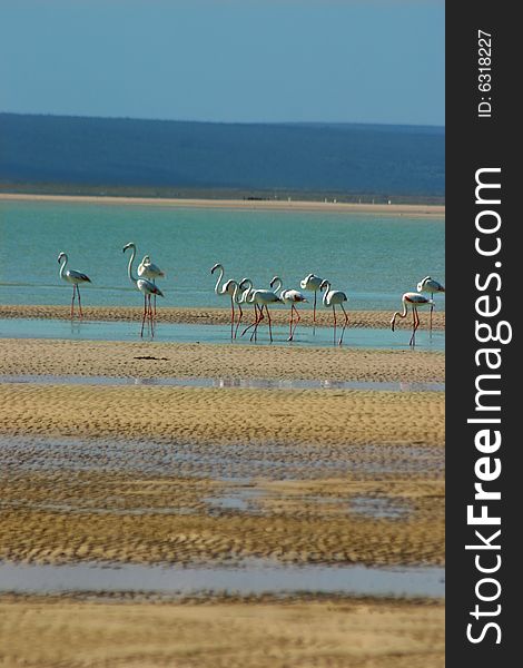 Flamingoes wading at a lagoon.