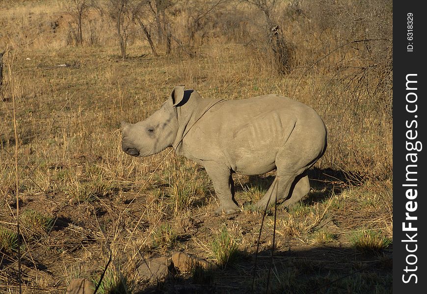 Baby Rhino in game reserve