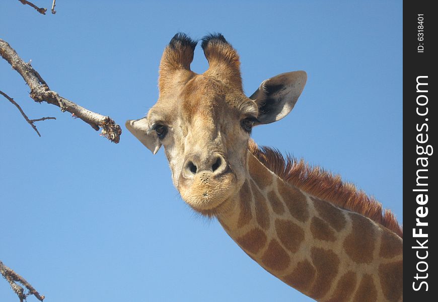 Curious giraffe looking into sunroof of car