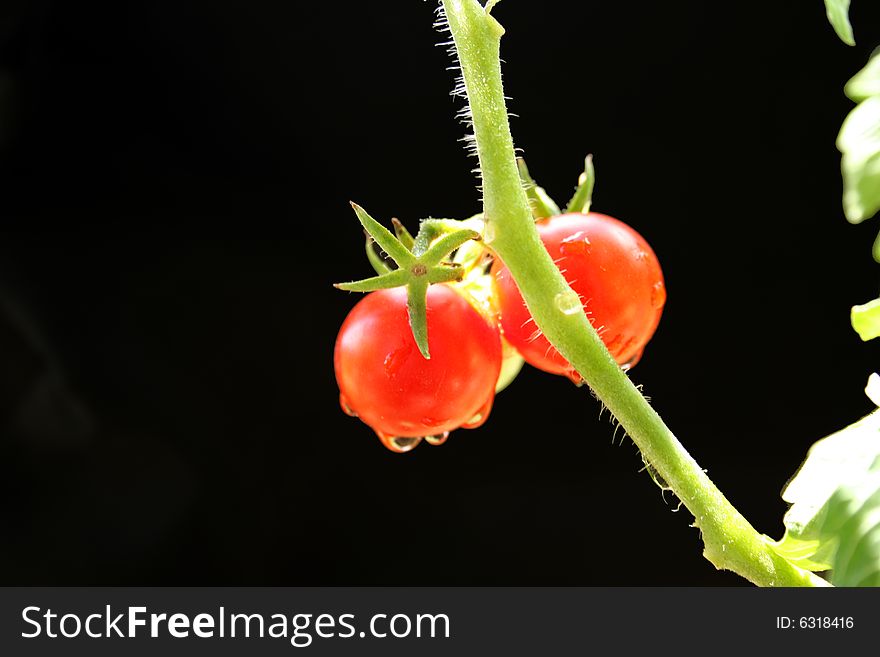 Most tomatoes are red when ripe, but some kinds are yellow.