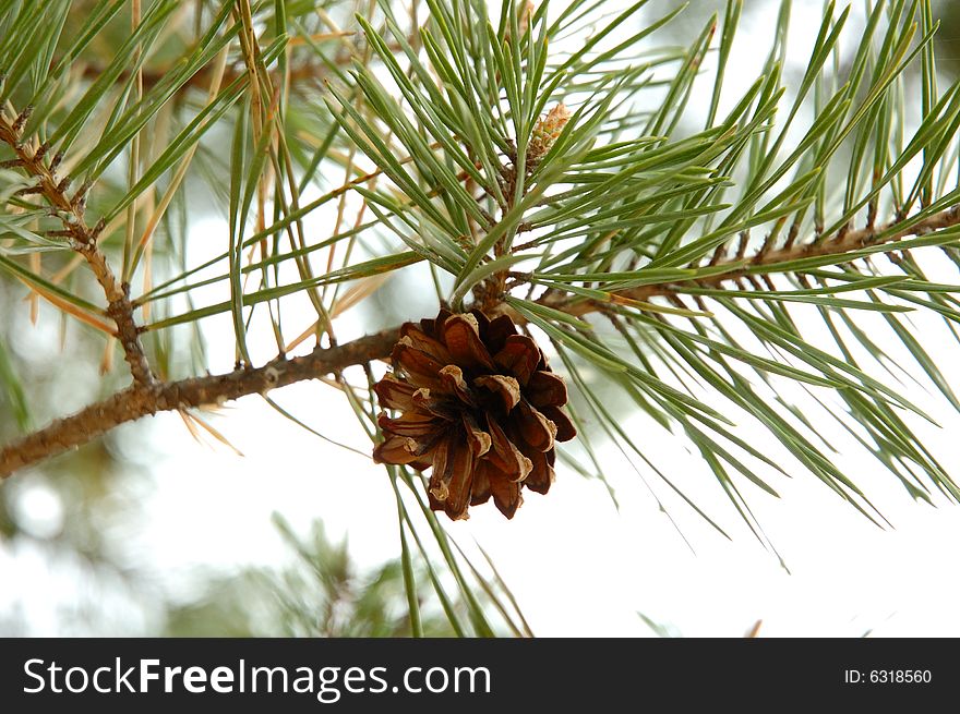 Single conifer cone - natural autumn background. Single conifer cone - natural autumn background.