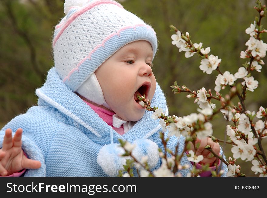 Pretty little girl with blue jacket play and eat cherry blossoms. Pretty little girl with blue jacket play and eat cherry blossoms.