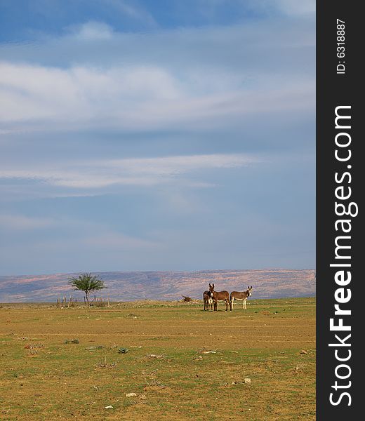 3 donkeys in the Tanqwa Karoo desert with beautiful sky. 3 donkeys in the Tanqwa Karoo desert with beautiful sky